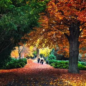 Autumn in public park